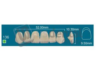 RAFAEL 136 Upper Anterior A0 (1 X 6) - Square  Rafael 2 layers Denture Acrylic Teeth - Cross linked & Fluorescent with great abrasion resistance