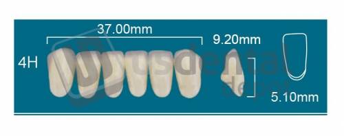 RAFAEL 4H Lower Anterior A2 (1 X 6) - Square  Rafael 2 layers Denture Acrylic Teeth - Cross linked & Fluorescent with great abrasion resistance