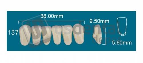 RAFAEL 137 Lower Anterior A0 (1 X 6) - Square  Rafael 2 layers Denture Acrylic Teeth - Cross linked & Fluorescent with great abrasion resistance