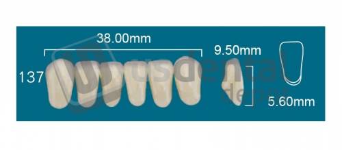 RAFAEL 137 Lower Anterior A4 (1 X 6) - Square  Rafael 2 layers Denture Acrylic Teeth - Cross linked & Fluorescent with great abrasion resistance