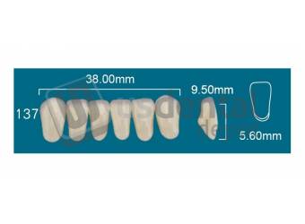 RAFAEL- 137 Lower Anterior D3 (1 X 6) - Square  Rafael 2 layers Denture Acrylic Teeth - Cross linked & Fluorescent with great abrasion resistance