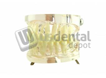 COLUMBUS #866 Articulated Normal Teeth Model Typhodont #Normal