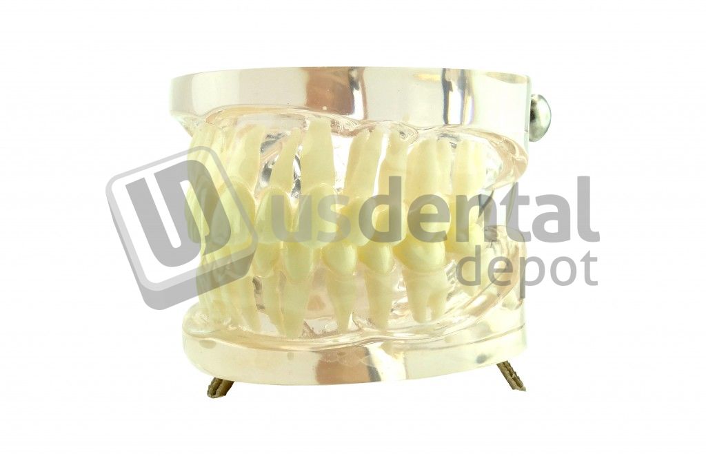 866 ARTICULATED NORMAL TEETH COLUMBUS NORMAL NO PATHOL US Dental