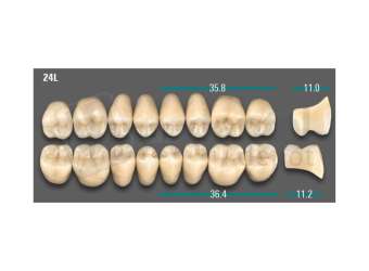 VITA - VIONIC LINGOFORM DD FRAME Posterior, A1, 24L UK                      - Teeth - Vionic Frames - # AGA124LU