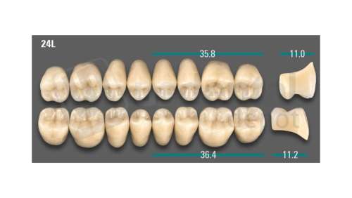 VITA - VIONIC LINGOFORM DD FRAME Posterior, A1, 24L UK                      - Teeth - Vionic Frames - # AGA124LU