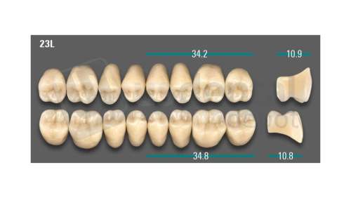 VITA - VIONIC LINGOFORM DD FRAME Posterior, A2, 23L OK                      - Teeth - Vionic Frames - # AGA223LO