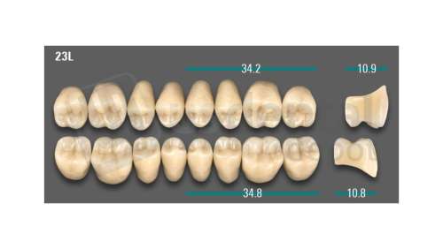 VITA - VIONIC LINGOFORM DD FRAME Posterior, A2, 23L UK                      - Teeth - Vionic Frames - # AGA223LU