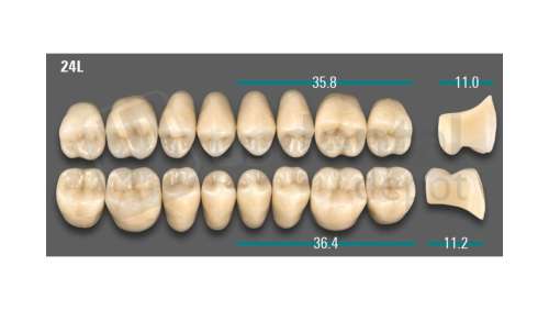 VITA - VIONIC LINGOFORM DD FRAME Posterior, A2, 24L OK                      - Teeth - Vionic Frames - # AGA224LO