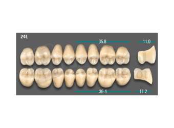 VITA - VIONIC LINGOFORM DD FRAME Posterior, A2, 24L UK                      - Teeth - Vionic Frames - # AGA224LU