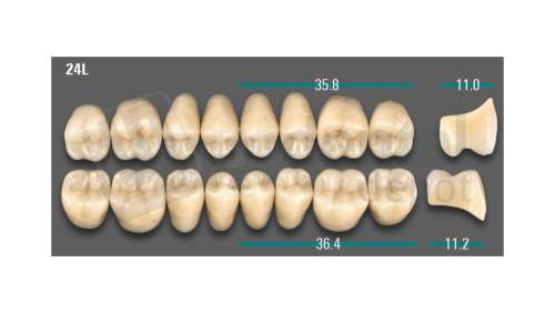 VITA - VIONIC LINGOFORM DD FRAME Posterior, A2, 24L UK                      - Teeth - Vionic Frames - # AGA224LU