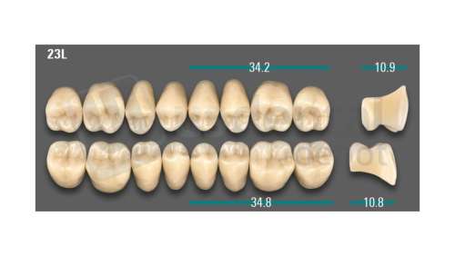 VITA - VIONIC LINGOFORM DD FRAME Posterior, A3, 23L OK                      - Teeth - Vionic Frames - # AGA323LO