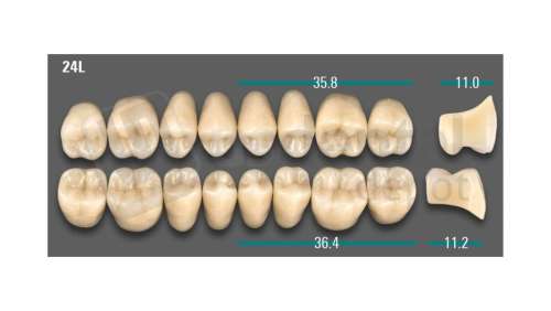 VITA - VIONIC LINGOFORM DD FRAME Posterior, A3, 24L OK                      - Teeth - Vionic Frames - # AGA324LO