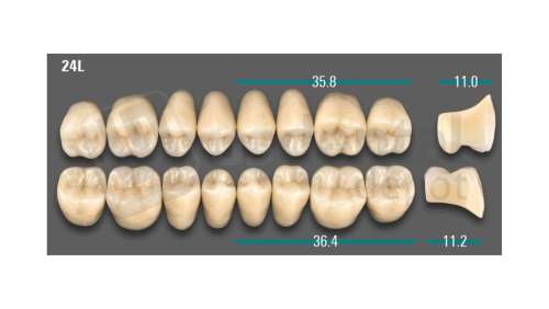 VITA - VIONIC LINGOFORM DD FRAME Posterior, A3, 24L UK                      - Teeth - Vionic Frames - # AGA324LU