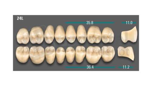 VITA - VIONIC LINGOFORM DD FRAME Posterior, A3.5, 24L OK                      - Teeth - Vionic Frames - # AGA3524LO