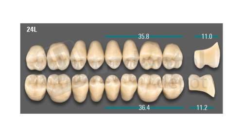 VITA - VIONIC LINGOFORM DD FRAME Posterior, A3.5, 24L UK                      - Teeth - Vionic Frames - # AGA3524LU