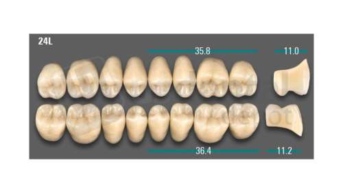 VITA - VIONIC LINGOFORM DD FRAME Posterior, B3, 24L OK                      - Teeth - Vionic Frames - # AGB324LO