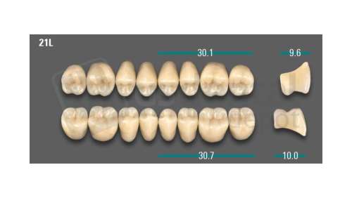 VITA - VIONIC LINGOFORM DD FRAME Posterior, D3, 21L UK                      - Teeth - Vionic Frames - # AGD321LU