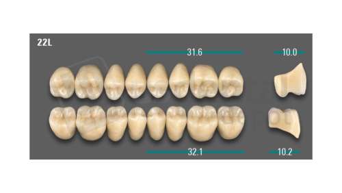 VITA - VIONIC LINGOFORM DD FRAME Posterior, D3, 22L OK                      - Teeth - Vionic Frames - # AGD322LO