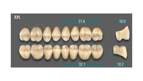 VITA - VIONIC LINGOFORM DD FRAME Posterior, D3, 22L UK                      - Teeth - Vionic Frames - # AGD322LU