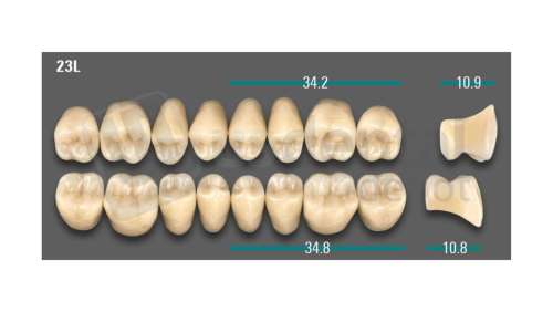 VITA - VIONIC LINGOFORM DD FRAME Posterior, D3, 23L UK                      - Teeth - Vionic Frames - # AGD323LU