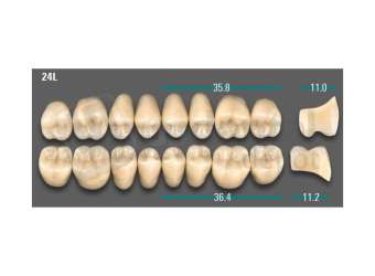 VITA - VIONIC LINGOFORM DD FRAME Posterior, D3, 24L OK                      - Teeth - Vionic Frames - # AGD324LO