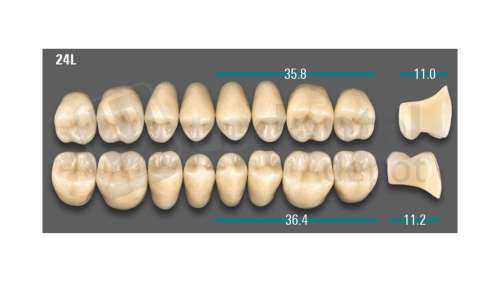 VITA - VIONIC LINGOFORM DD FRAME Posterior, D3, 24L OK                      - Teeth - Vionic Frames - # AGD324LO