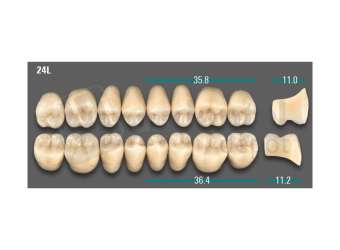 VITA - VIONIC LINGOFORM DD FRAME Posterior, D3, 24L UK                      - Teeth - Vionic Frames - # AGD324LU