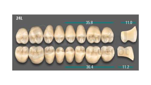 VITA - VIONIC LINGOFORM DD FRAME Posterior, D3, 24L UK                      - Teeth - Vionic Frames - # AGD324LU