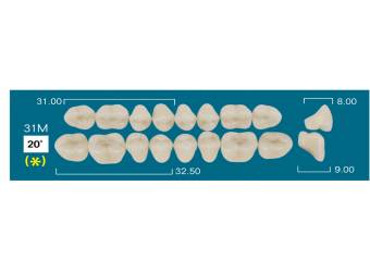 UP POSTERIOR 31M (20&ordm;)