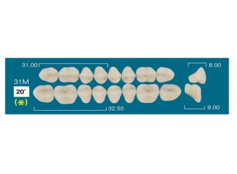 LOW POSTERIOR 31M (20&ordm;)