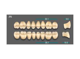 Posterior - D3