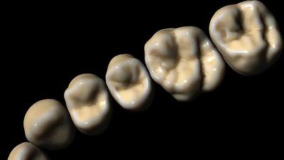 exocad ZRS Tooth Library